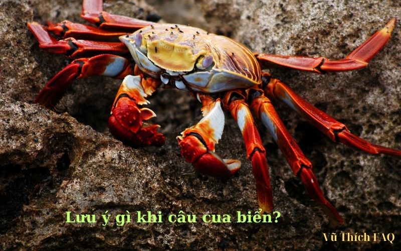 Câu cua biển bằng mồi gì hiệu quả? cách chọn mồi đơn giản nhất