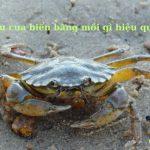 Câu cua biển bằng mồi gì hiệu quả? cách chọn mồi đơn giản nhất