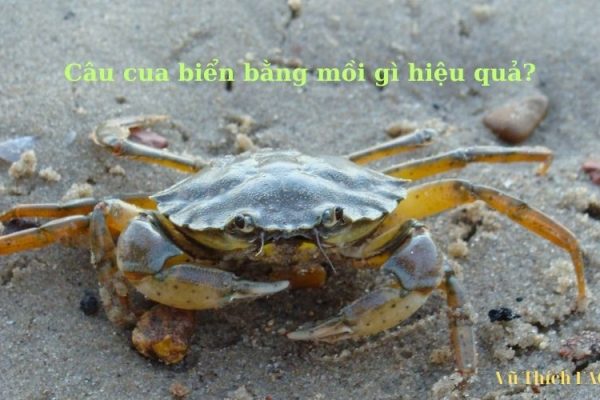 Câu cua biển bằng mồi gì hiệu quả? cách chọn mồi đơn giản nhất