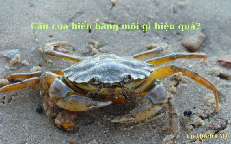Câu cua biển bằng mồi gì hiệu quả? cách chọn mồi đơn giản nhất