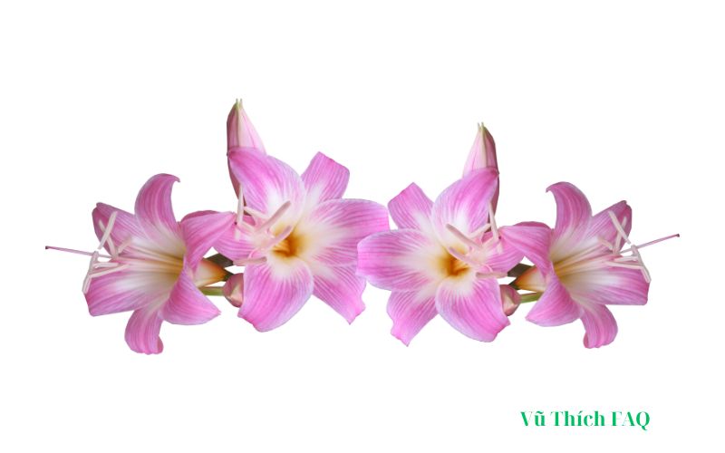 Có nên thắp hương hoa ly không? có ý nghĩa gì?