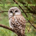 Bắt được cú mèo có xui không? Đánh số con gì may mắn?