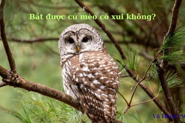 Bắt được cú mèo có xui không? Đánh số con gì may mắn?