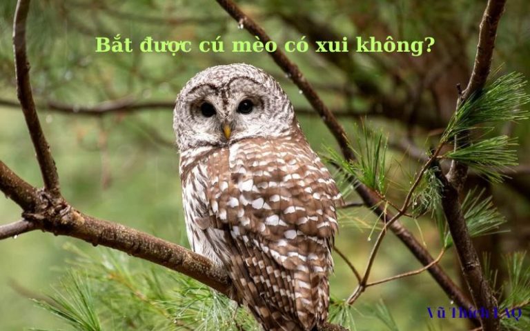 Bắt được cú mèo có xui không? Đánh số con gì may mắn?