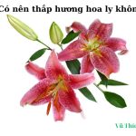 Có nên thắp hương hoa ly không? có ý nghĩa gì? Có nên thắp hương hoa ly không? có ý nghĩa gì?