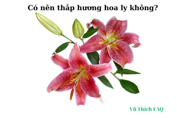 Có nên thắp hương hoa ly không? có ý nghĩa gì? Có nên thắp hương hoa ly không? có ý nghĩa gì?