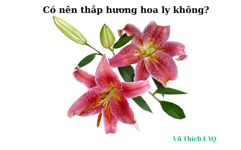 Có nên thắp hương hoa ly không? có ý nghĩa gì?