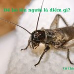 Dế bò lên người là điềm gì? Tốt hay xấu? Đánh số con gì? Dế bò lên người là điềm gì? Tốt hay xấu? Đánh số con gì?