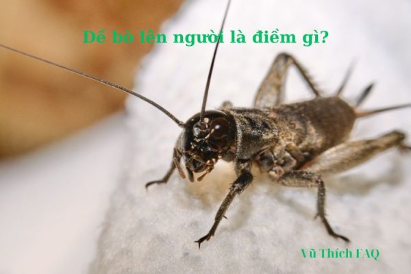 Dế bò lên người là điềm gì? Tốt hay xấu? Đánh số con gì? Dế bò lên người là điềm gì? Tốt hay xấu? Đánh số con gì?