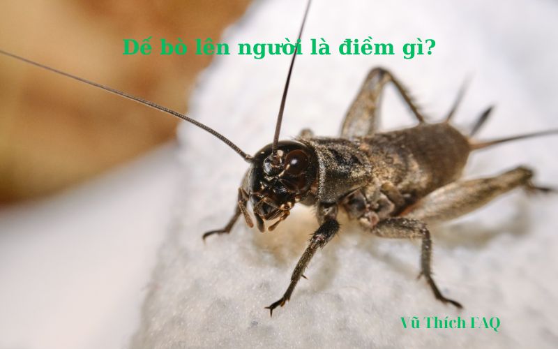 Dế bò lên người là điềm gì? Tốt hay xấu? Đánh số con gì?