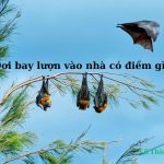 Dơi bay vào nhà lượn nhiều vòng là điềm gì? tốt hay xấu? đánh số con gì?
