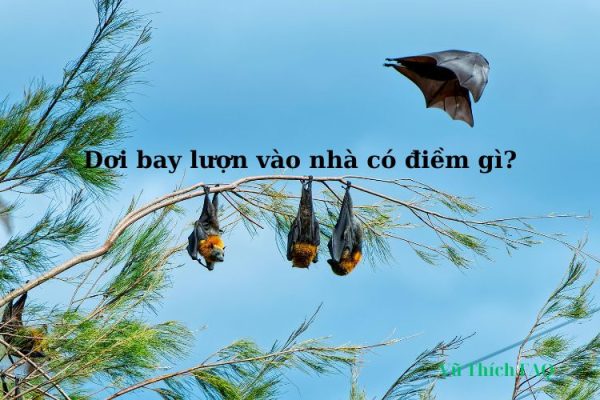 Dơi bay vào nhà lượn nhiều vòng là điềm gì? tốt hay xấu? đánh số con gì? Dơi bay vào nhà lượn nhiều vòng là điềm gì? tốt hay xấu? đánh số con gì?