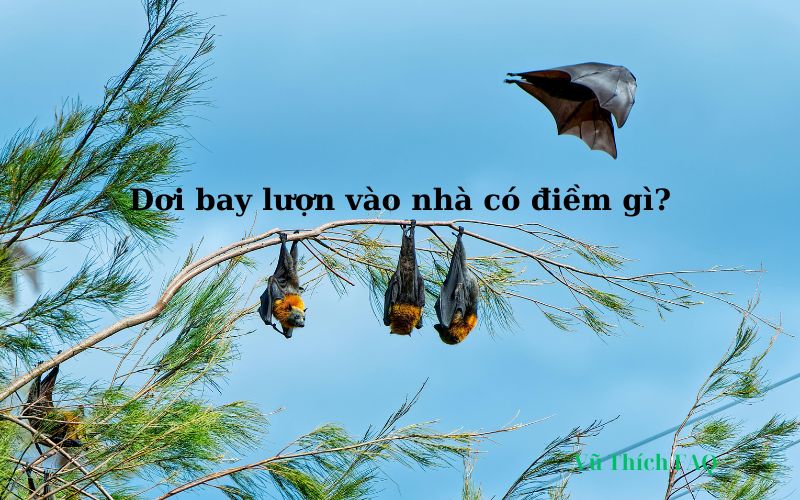 Dơi bay vào nhà lượn nhiều vòng là điềm gì? tốt hay xấu? đánh số con gì?