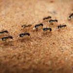Kiến đen có độc không? có hại cho cây không? cách đuổi hiệu quả?