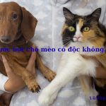Nước bọt của chó mèo có độc không? Ăn phải có sao không? Nước bọt của chó mèo có độc không? Ăn phải có sao không?