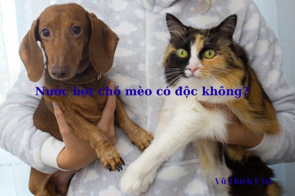 Nước bọt của chó mèo có độc không? Ăn phải có sao không? Nước bọt của chó mèo có độc không? Ăn phải có sao không?