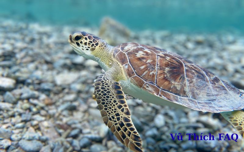 ba ba chết có xui không? đánh số con gì dễ trúng?