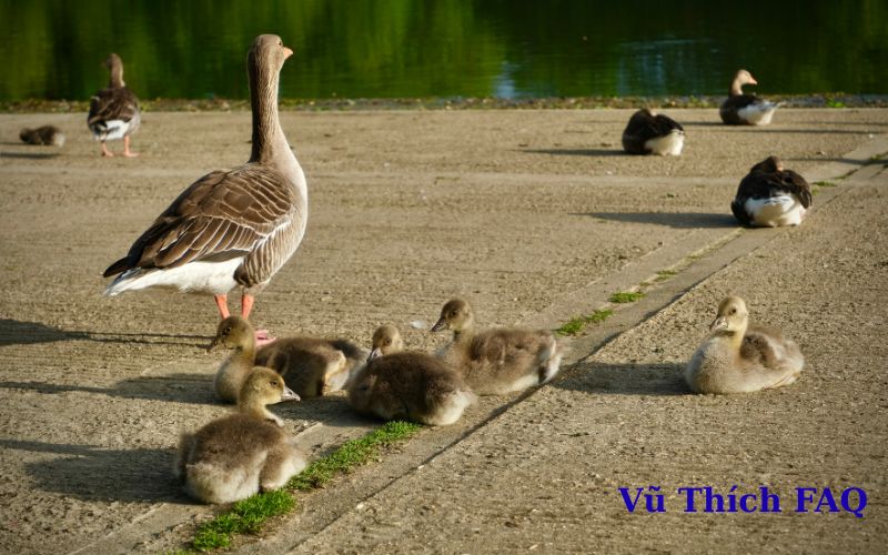 Bị ho có ăn được thịt ngan không? nên ăn gì mau khỏi?