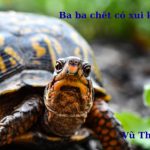ba ba chết có xui không? đánh số con gì dễ trúng?