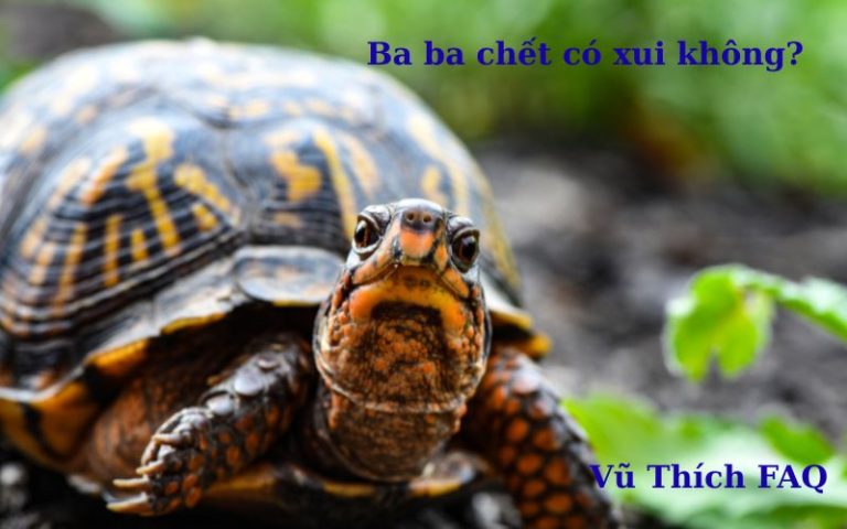 ba ba chết có xui không? đánh số con gì dễ trúng?
