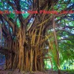 Bài khấn Bà Chúa Năm Phương cây đa 13 gốc chuẩn nhất 2026