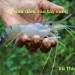 Bị tôm đâm vào tay sưng có sao không? Cách xử lý đúng và hiệu quả