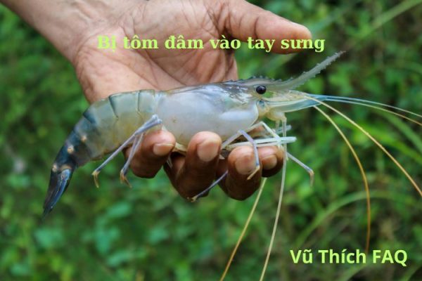 Bị tôm đâm vào tay sưng có sao không? Cách xử lý đúng và hiệu quả Bị tôm đâm vào tay sưng có sao không? Cách xử lý đúng và hiệu quả