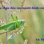 Châu chấu đậu vào người đánh con gì? điềm báo tốt hay xấu?