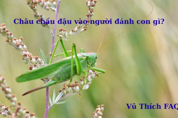 Châu chấu đậu vào người đánh con gì? điềm báo tốt hay xấu? Châu chấu đậu vào người đánh con gì? điềm báo tốt hay xấu?