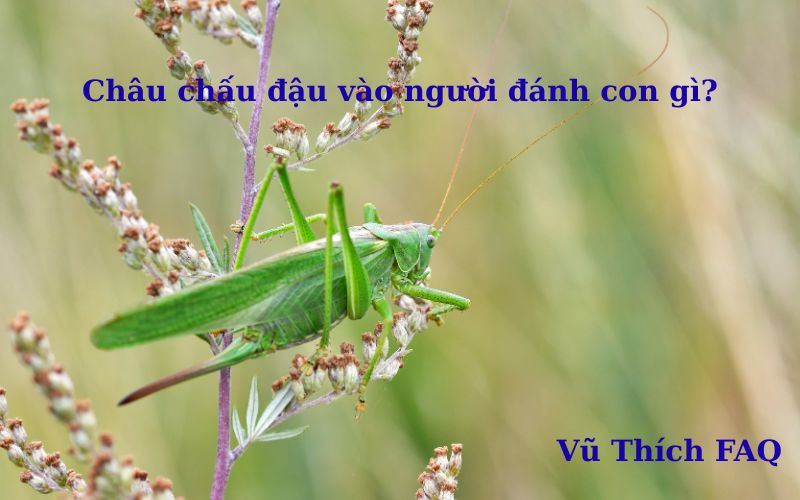 Châu chấu đậu vào người đánh con gì? điềm báo tốt hay xấu?