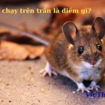 Chuột chạy trên trần nhà là điềm gì? tốt hay xấu? cách đuổi ra sao?