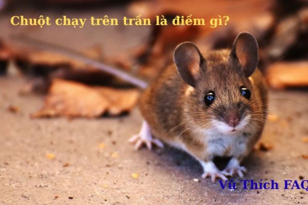 Chuột chạy trên trần nhà là điềm gì? tốt hay xấu? cách đuổi ra sao? Chuột chạy trên trần nhà là điềm gì? tốt hay xấu? cách đuổi ra sao?