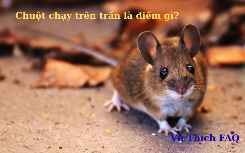 Chuột chạy trên trần nhà là điềm gì? tốt hay xấu? cách đuổi ra sao?