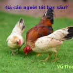Gà cắn người tốt hay xấu? có điềm gì? cách trị hiệu quả nhất?