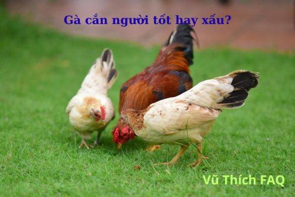 Gà cắn người tốt hay xấu? có điềm gì? cách trị hiệu quả nhất? Gà cắn người tốt hay xấu? có điềm gì? cách trị hiệu quả nhất?
