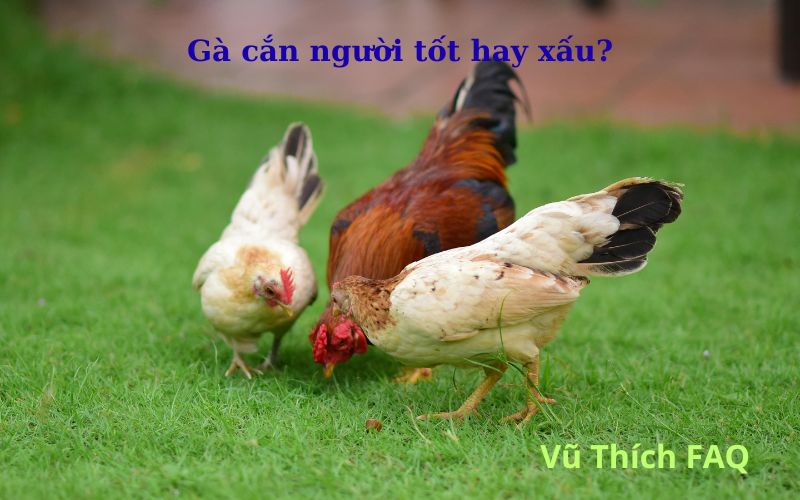 Gà cắn người tốt hay xấu? có điềm gì? cách trị hiệu quả nhất?