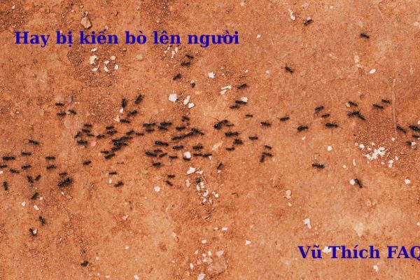 Hay bị kiến bò lên người là điềm gì? tốt hay xấu? Hay bị kiến bò lên người là điềm gì? tốt hay xấu?