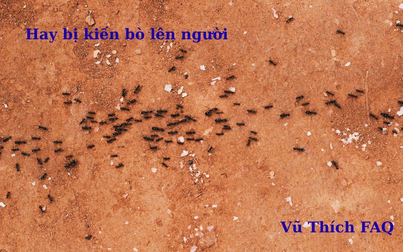 Hay bị kiến bò lên người là điềm gì? tốt hay xấu?