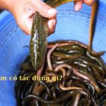 Máu lươn có tác dụng gì? Có tốt không?