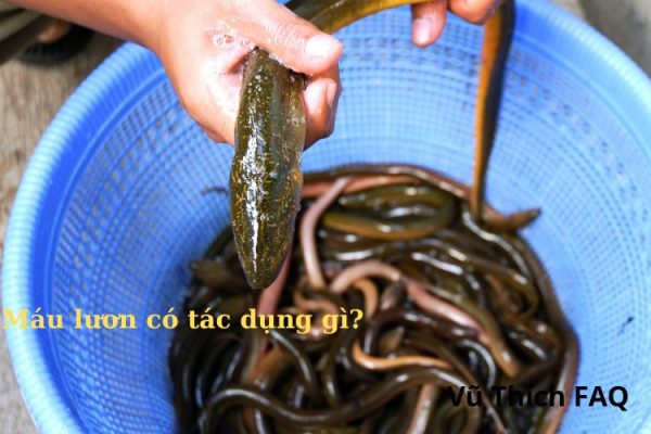 Máu lươn có tác dụng gì? Có tốt không? Máu lươn có tác dụng gì? Có tốt không?