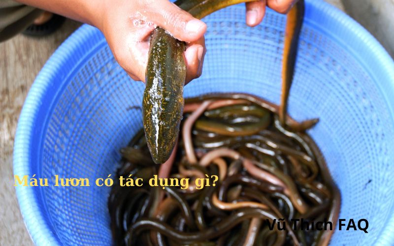 Máu lươn có tác dụng gì? Có tốt không?
