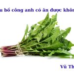 Rau bồ công anh có ăn được không? nấu món gì ngon?