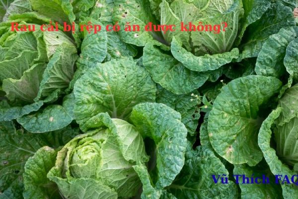 Rau cải bị rệp có ăn được không? cách xử lý an toàn tại nhà Rau cải bị rệp có ăn được không? cách xử lý an toàn tại nhà