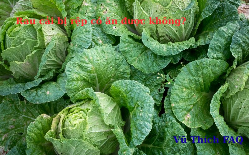 Rau cải bị rệp có ăn được không? cách xử lý an toàn tại nhà