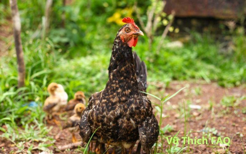 Gà cắn người tốt hay xấu? có điềm gì? cách trị hiệu quả nhất?