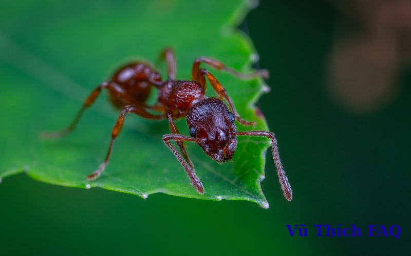 Hay bị kiến bò lên người là điềm gì? tốt hay xấu?