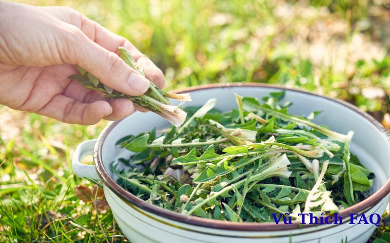 Rau bồ công anh có ăn được không? nấu món gì ngon?