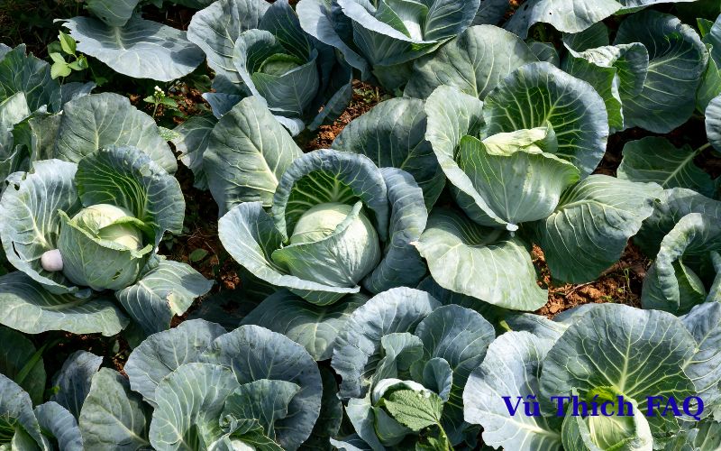 Rau cải bị rệp có ăn được không? cách xử lý an toàn tại nhà