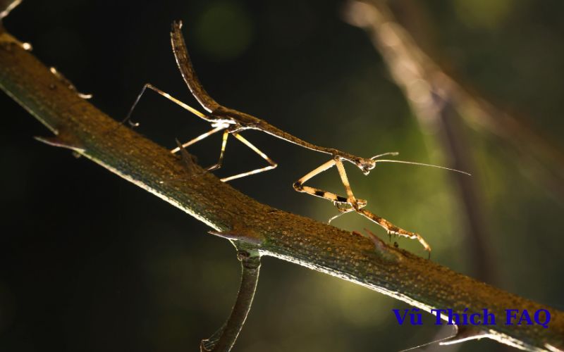 Con bọ que có độc không? có lợi ích gì? 