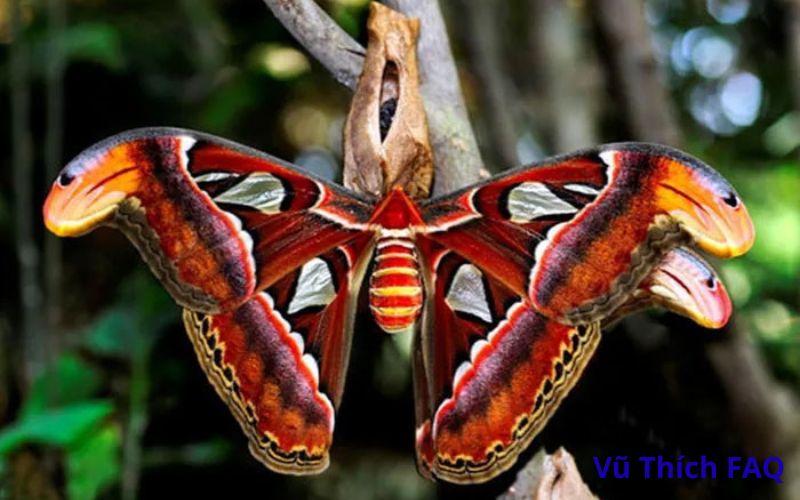 Bướm khế có độc không? Có trong Sách Đỏ không?